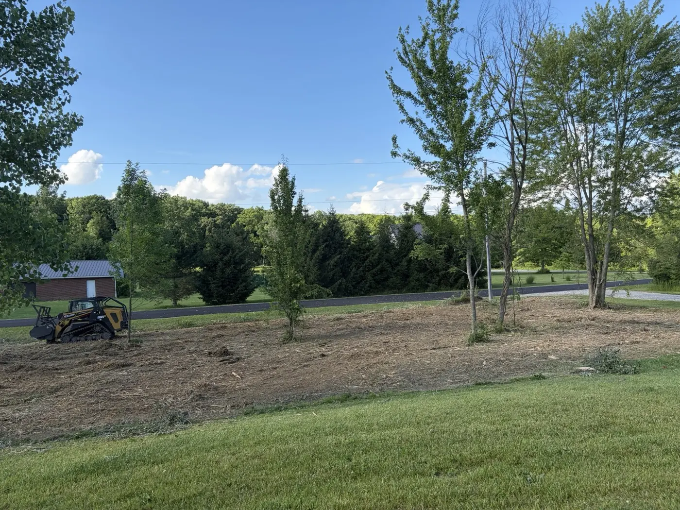 Cleared understory with fresh mulch and mature trees left standing