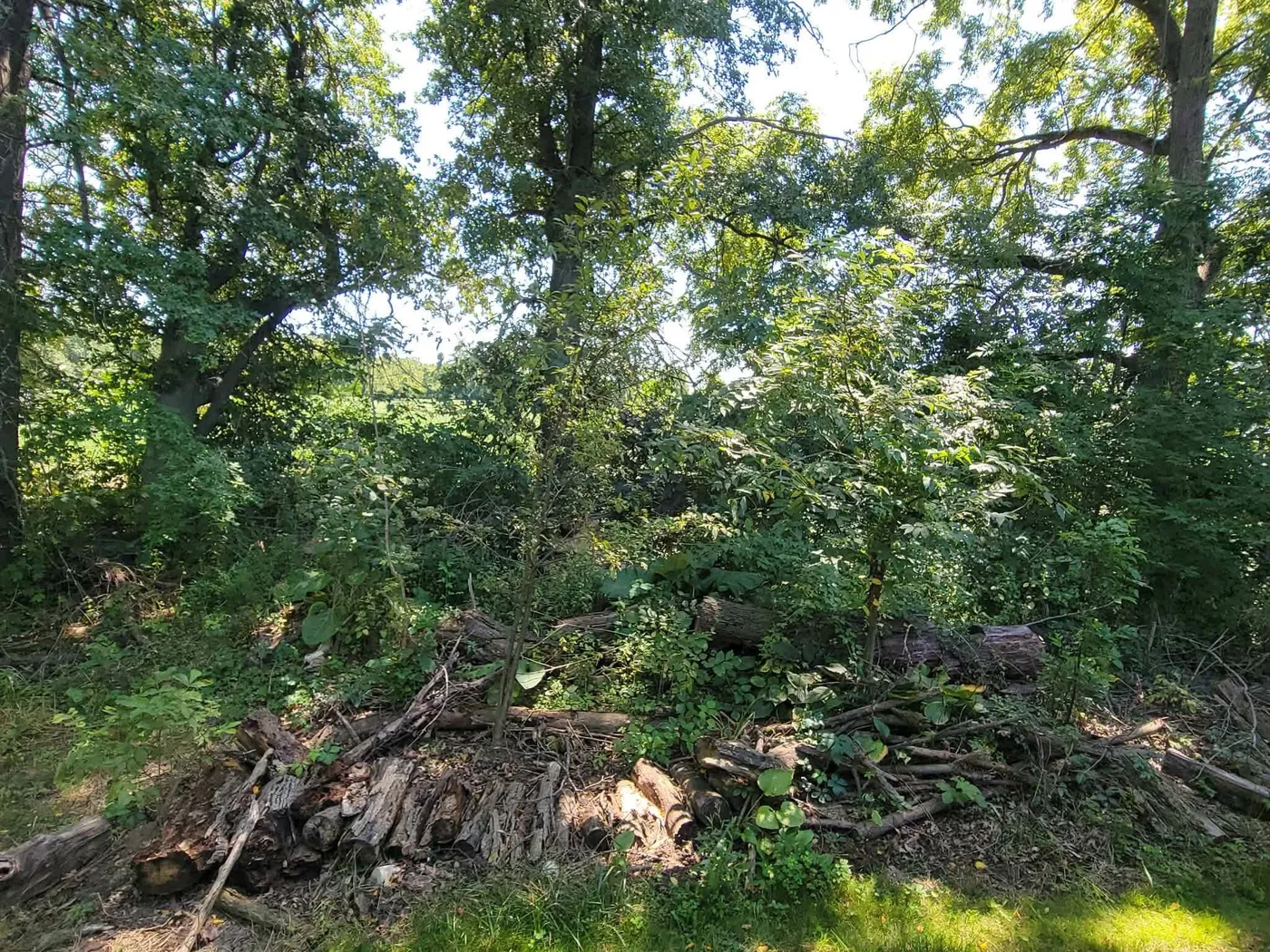 Dense shrub thicket filling a woodlot understory before invasive brush removal