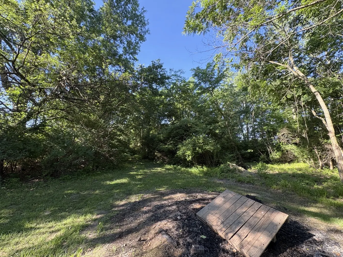 Overgrown woods edge before brush clearing