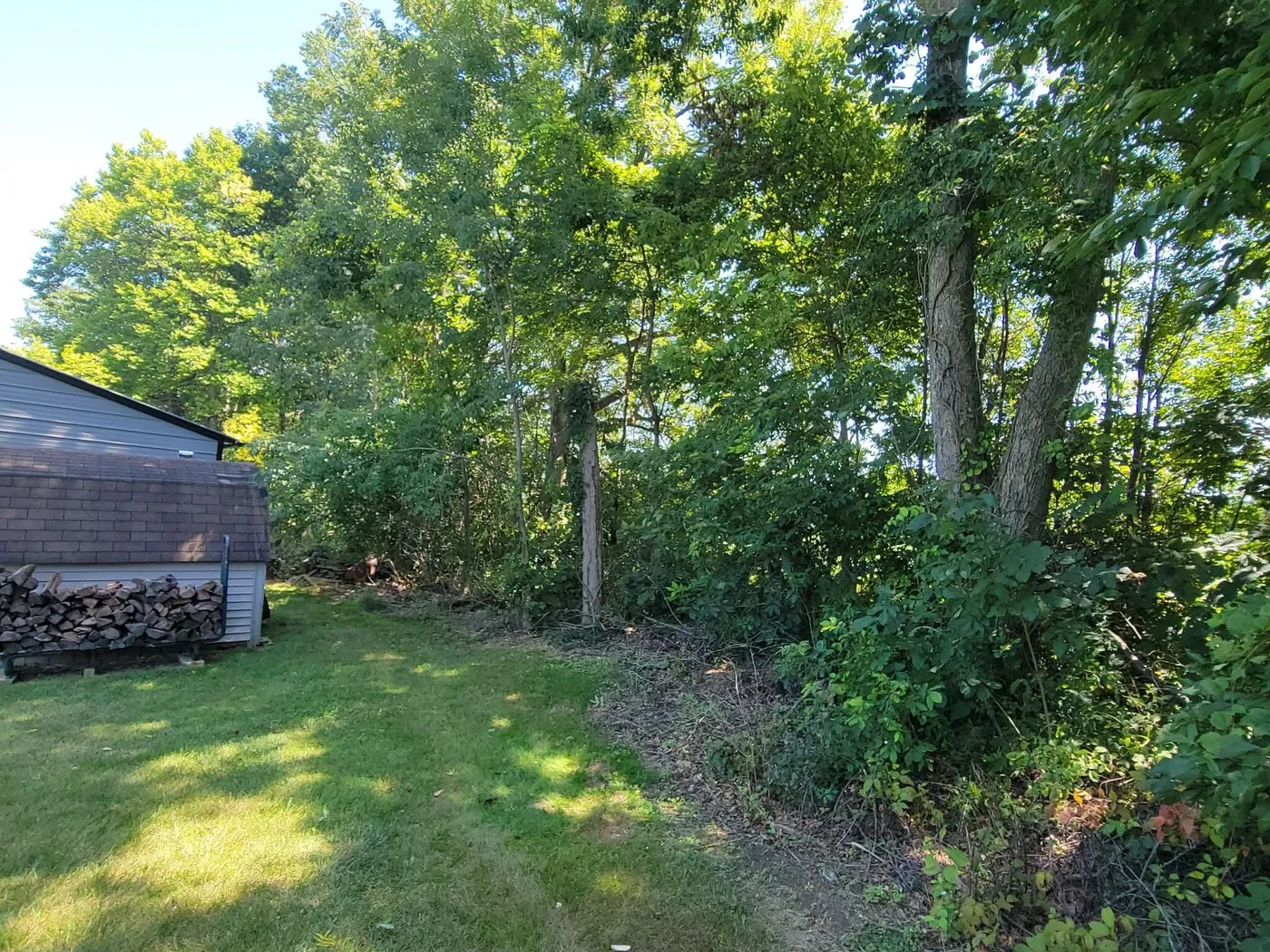 Brush and saplings grown up along a woods edge beside a barn before brush removal